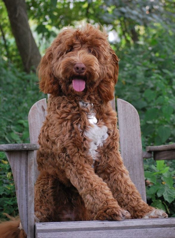 Example registered pet photo